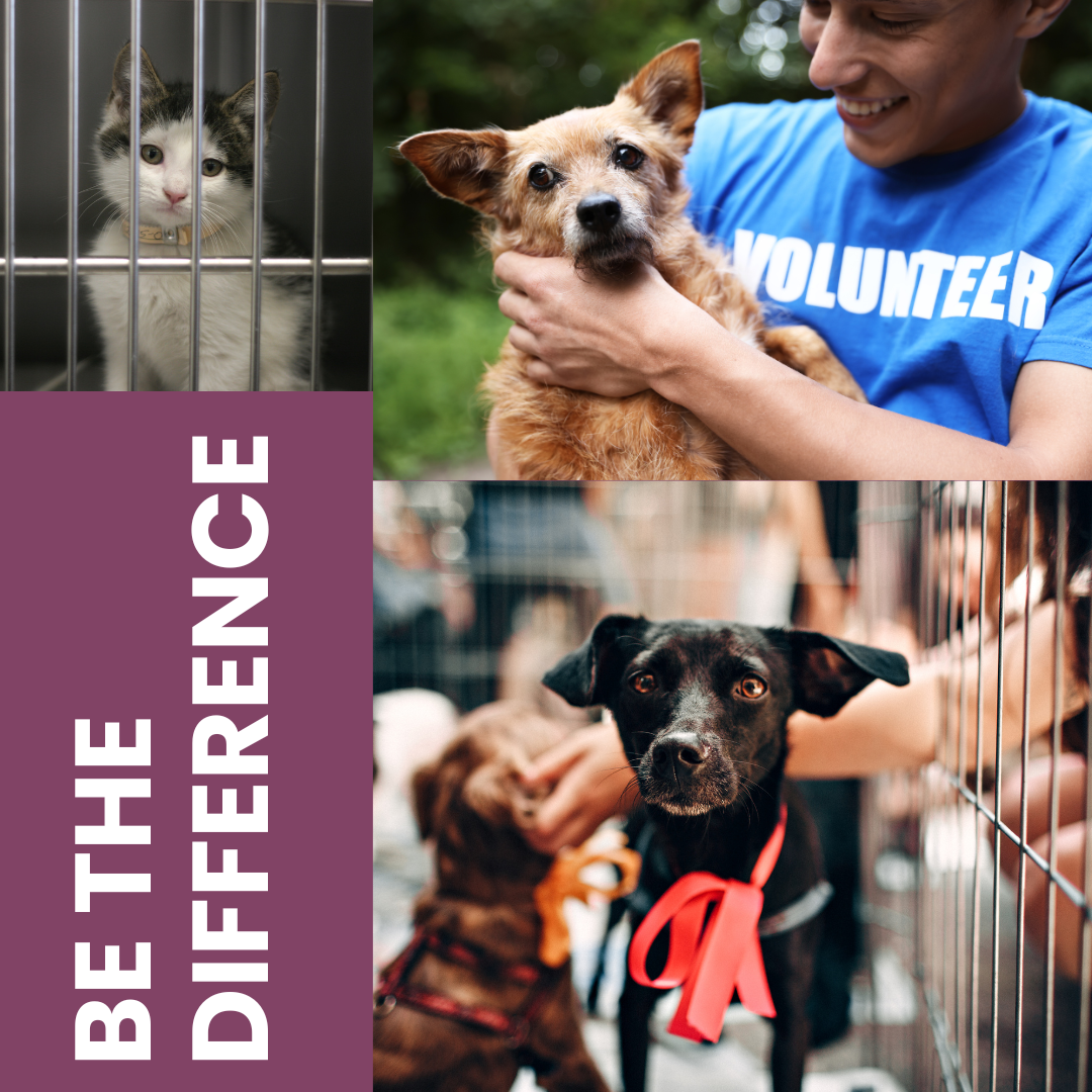 Be the Difference at AFHS